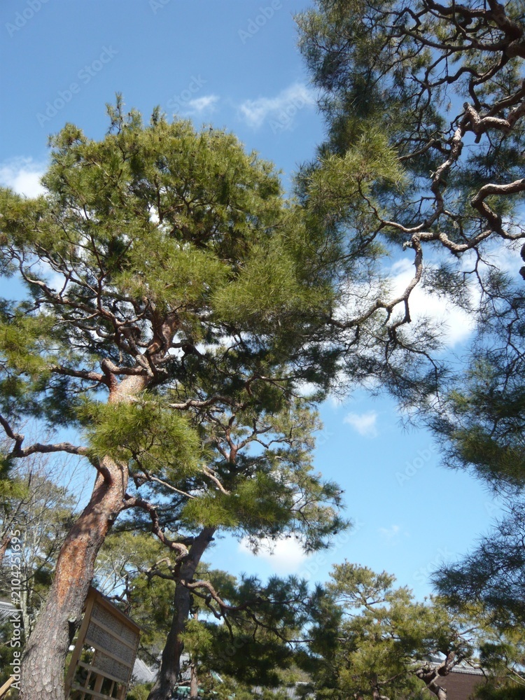 Fototapeta premium 青空を見上げる伝統的な日本の庭園に立つ立派な松の木