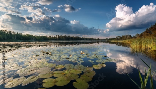 Lily Pads Float On The Surface Of The Water While Clouds Reflect In The Calm Water Beneath The Scene Captures A Moment Of Nature Showing The Interplay Between Land And Sky