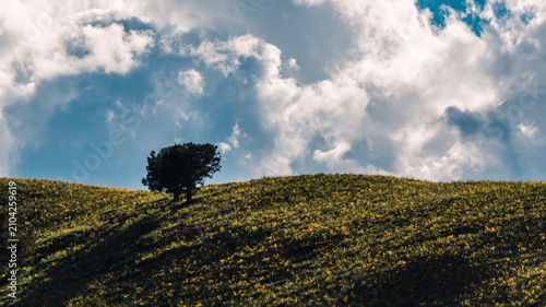 фотографія dAerial view of Genie Holy Mountain, lone tree and alpine flower meadow under bl