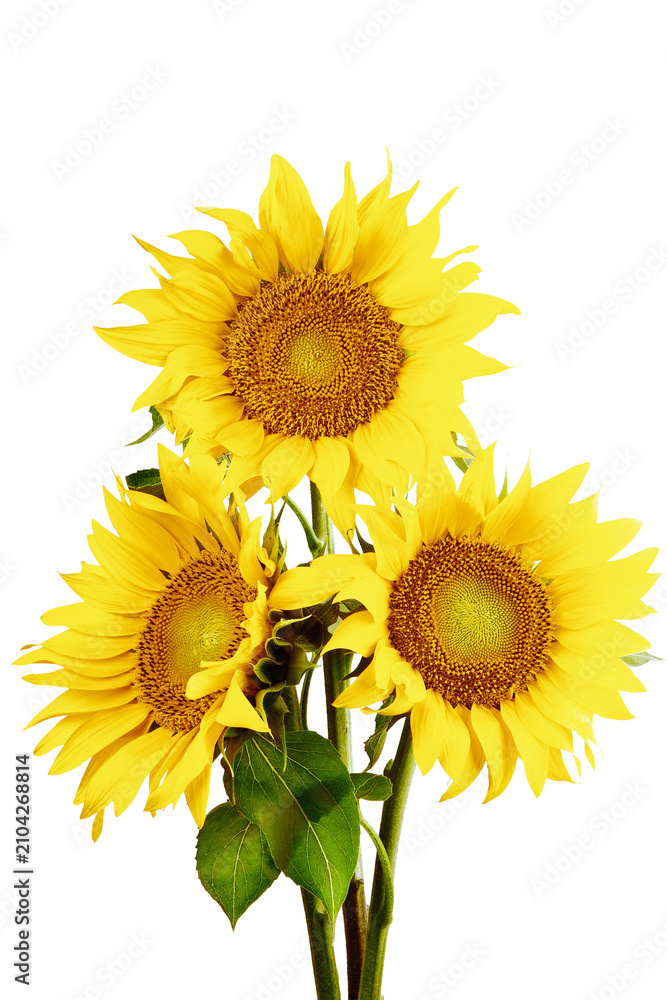Obraz premium Sunflower yellow summer flower png, Realistic Flowers frame border, Photo editing, Sunflowers Isolated on a transparent background