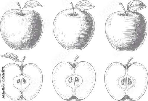 Cuadro en lienzo Colección de manzanas estilo vintage dibujadas a mano con frutas enteras y rodaj