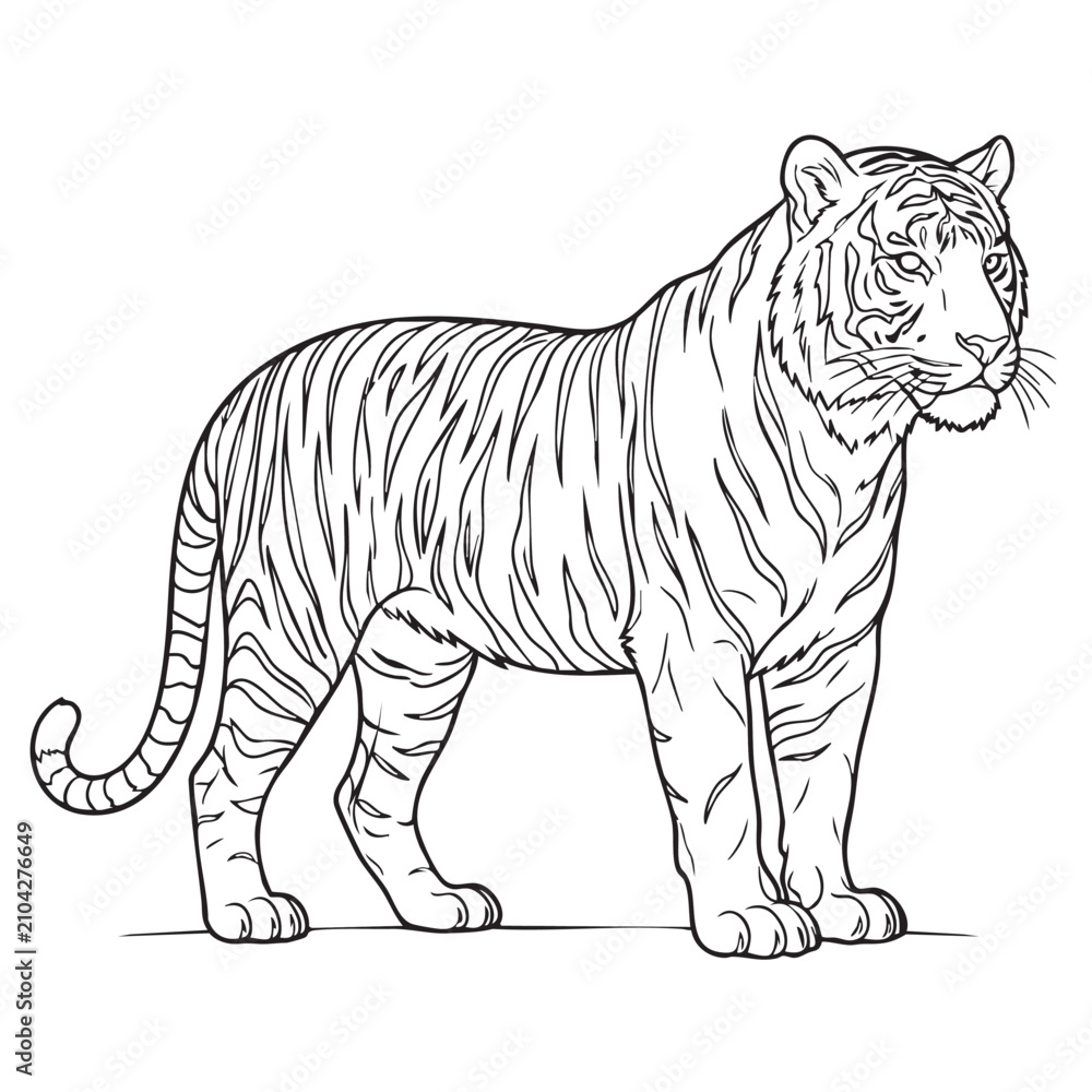 Obraz premium Detailed Standing Tiger Line Art Vector Illustration