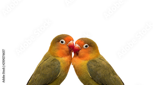 Quadro em tela Two colorful lovebirds perched together facing each other affectionate avian couple isolated on white