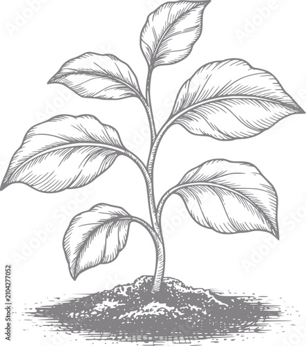 Photos Un dibujo a mano detallado de una pequeña planta verde creciendo en el suelo, ai