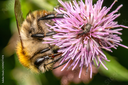 Common carder bee, a species of bumblebee 