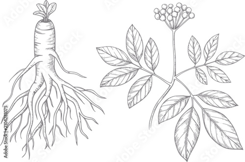 Konstfotografi Dibujo a mano de raíz y planta de ginseng con hojas y bayas para medicina herbal