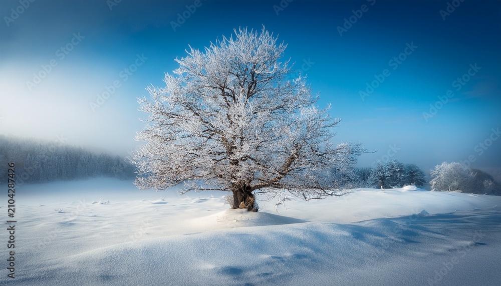 Fototapeta premium Tree In Snow