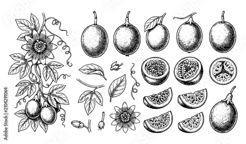 Passion Fruit Vector Sketch Set with Maracuja Slices Botanical Vintage Engraving Line Art