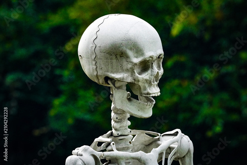 human skeleton Halloween decoration in yard.