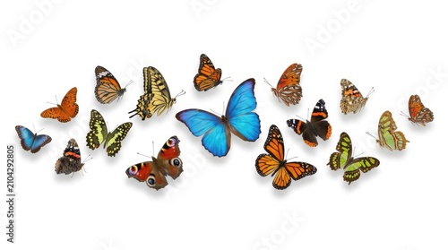 A vibrant collection of butterflies showcasing a spectrum of colors and patterns, spread across a clear surface. This arrangement highlights the delicate beauty and diversity of these winged insects