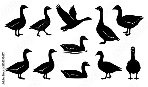Photos Wild Goose and Swan Silhouette Icon Set with Flying and Swimming Waterfowl Eleme