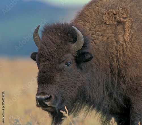 Obraz na płótnie Bison