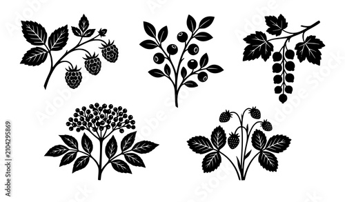 Foto Botanical Berry Branch Silhouette Element Set Featuring Wild Raspberry, Currant,
