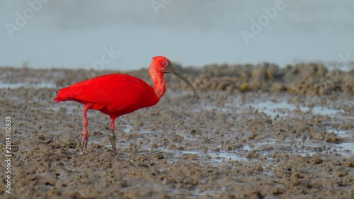 scarlet ibis (Eudocimus ruber)bird forage in mangrove forests.