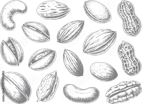Fotografía Dibujo a mano de varios frutos secos incluyendo cacahuetes, anacardos, almendras
