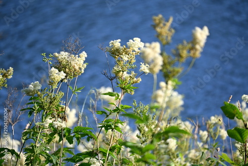 The meadowsweet (Filipendula ulmaria) blooms with white flowers in a meadow by the river during the summer