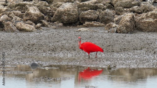 scarlet ibis (Eudocimus ruber)bird forage in mangrove forests.