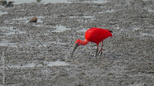 scarlet ibis (Eudocimus ruber)bird forage in mangrove forests.
