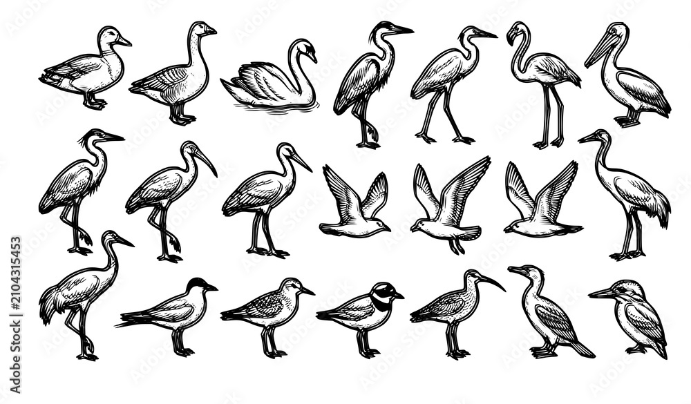 Obraz premium Waterfowl and Coastal Seabird Line Art Icon Collection Featuring Duck Swan Flamingo Pelican Heron and Flying Seagulls for Marine Biology Layouts and Nature Fabric Designs