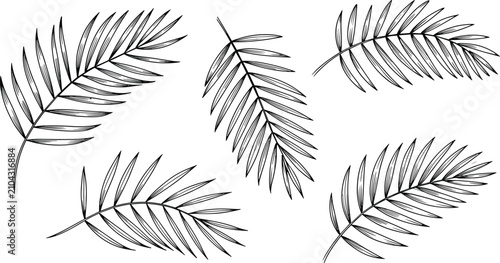Schilderij op canvas Hand drawn tropical palm frond branch leaves sketch line art vector set isolated