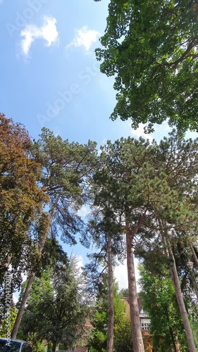 Trees at Local Public Park of Luton City England UK, Footage Was Captured During Walk on July 9th, 2026.