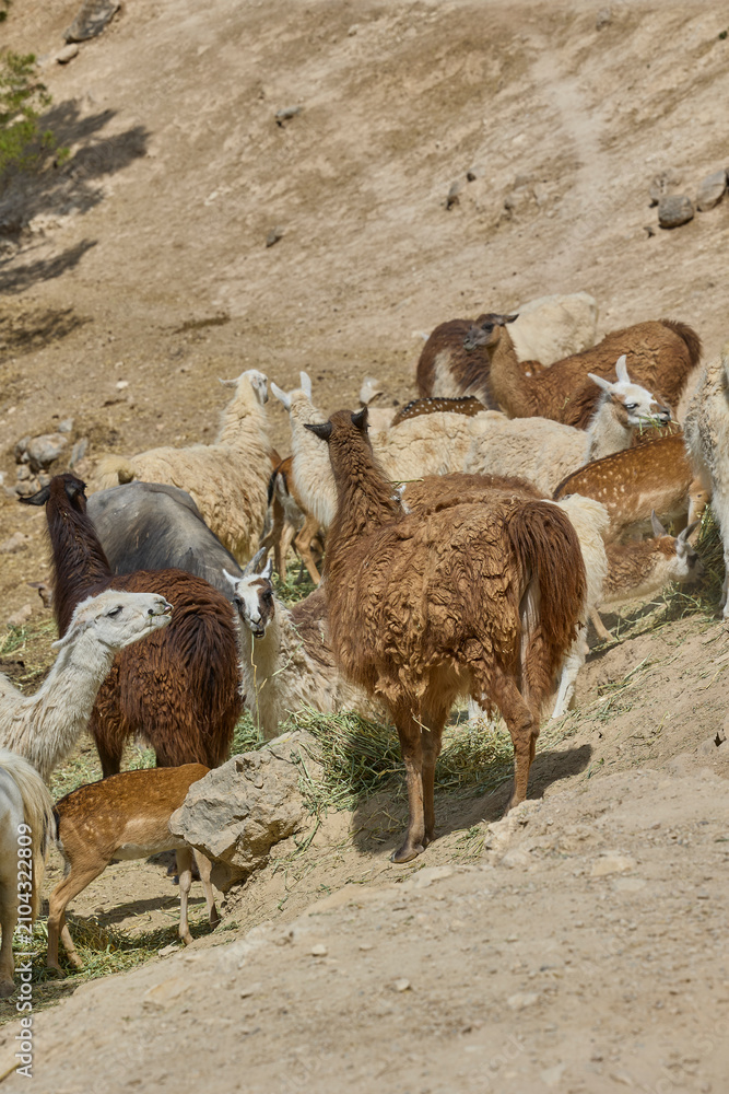Fototapeta premium Mixed herd of llamas and alpacas feeding on dry hillside terrain