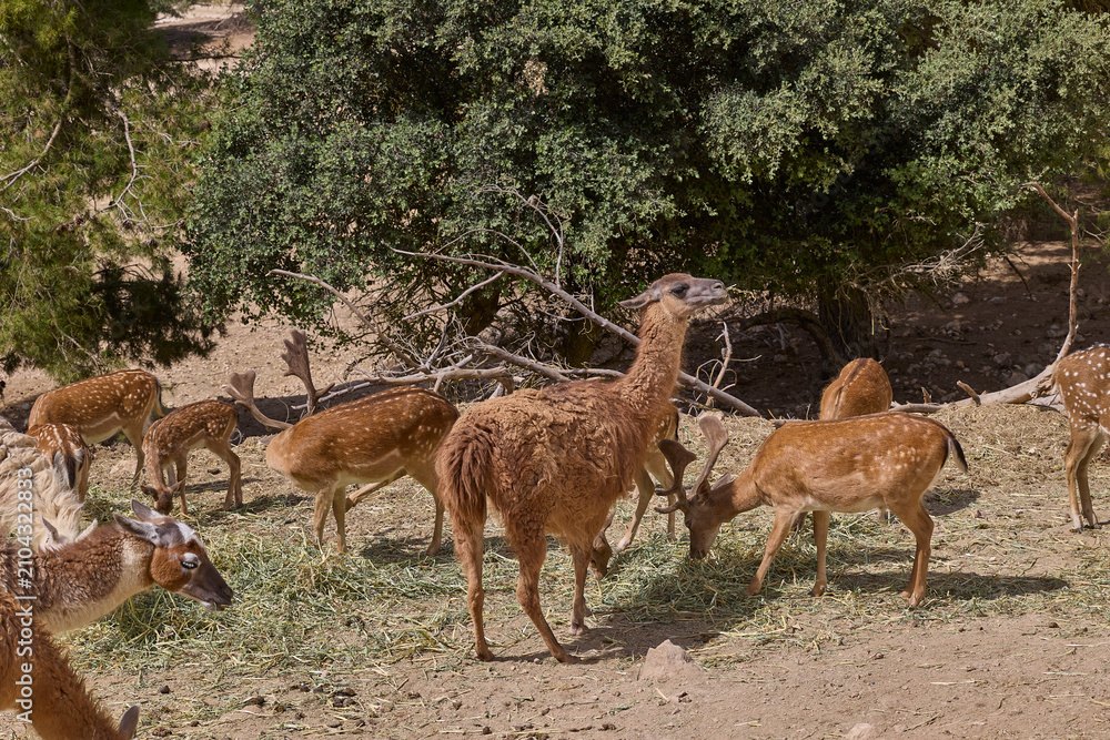 Fototapeta premium Guanaco grazing among llamas and deer in wildlife enclosure