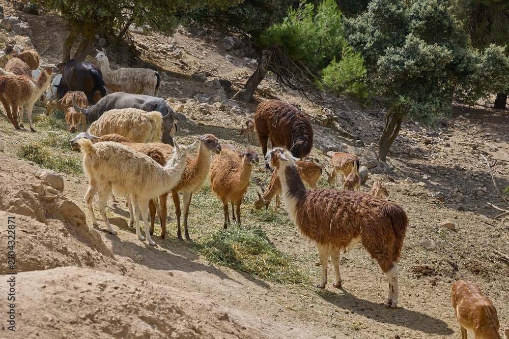 Fototapeta premium Mixed herd of llamas and deer grazing on rocky hillside terrain