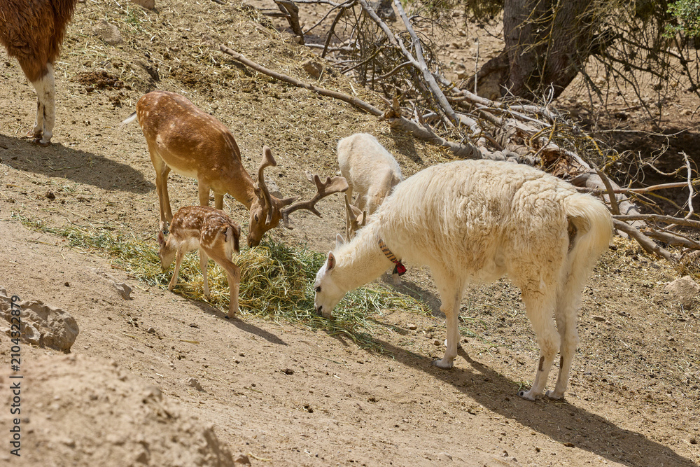 Fototapeta premium Llamas and deer feeding together on dry hillside in wildlife reserve