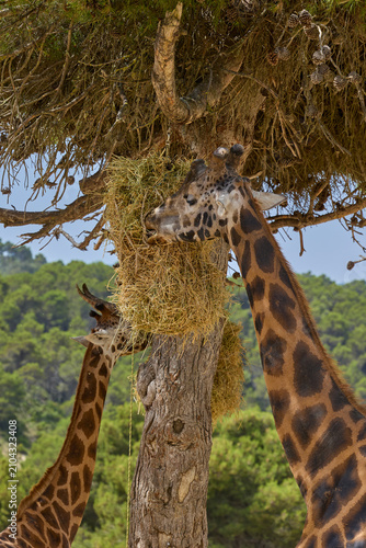 Canvas Print Giraffe feeding from hay suspended in tree at safari park