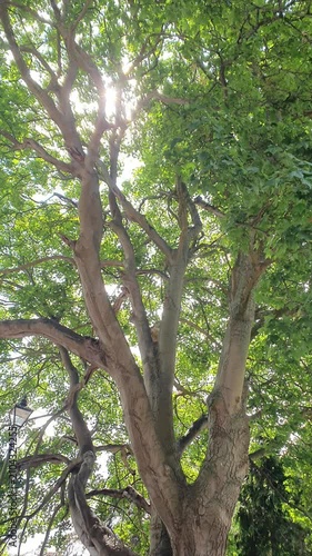 Trees at Local Public Park of Luton City England UK, Footage Was Captured During Walk on July 9th, 2026.