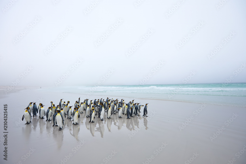 Fototapeta premium King penguins standing and walking across reflective wet sand in soft coastal fog on a remote beach in the Falkland Islands. Colors: white, gray, black.