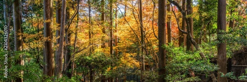 Autumn forest panorama with yellow leaves
