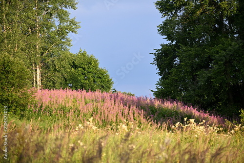 Firefly, Ivan Chaj, Chamaenerion blooms in a meadow during the summer