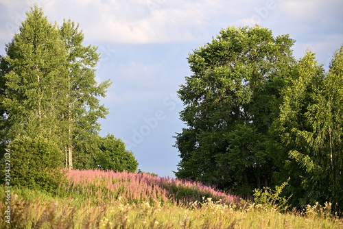 Firefly, Ivan Chaj, Chamaenerion blooms in a meadow during the summer