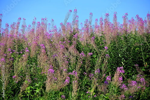 Firefly, Ivan Chaj, Chamaenerion blooms in a meadow during the summer