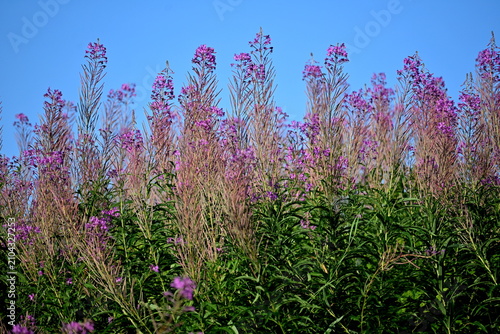 Firefly, Ivan Chaj, Chamaenerion blooms in a meadow during the summer