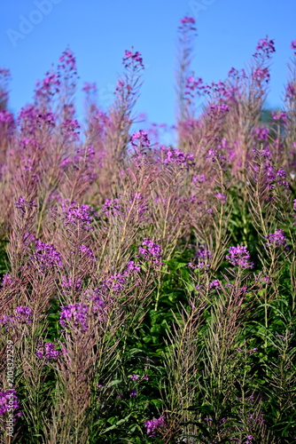 Firefly, Ivan Chaj, Chamaenerion blooms in a meadow during the summer