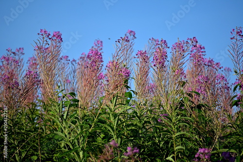 Firefly, Ivan Chaj, Chamaenerion blooms in a meadow during the summer
