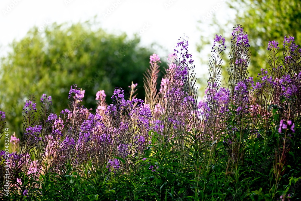 Obraz premium Firefly, Ivan Chaj, Chamaenerion blooms in a meadow during the summer