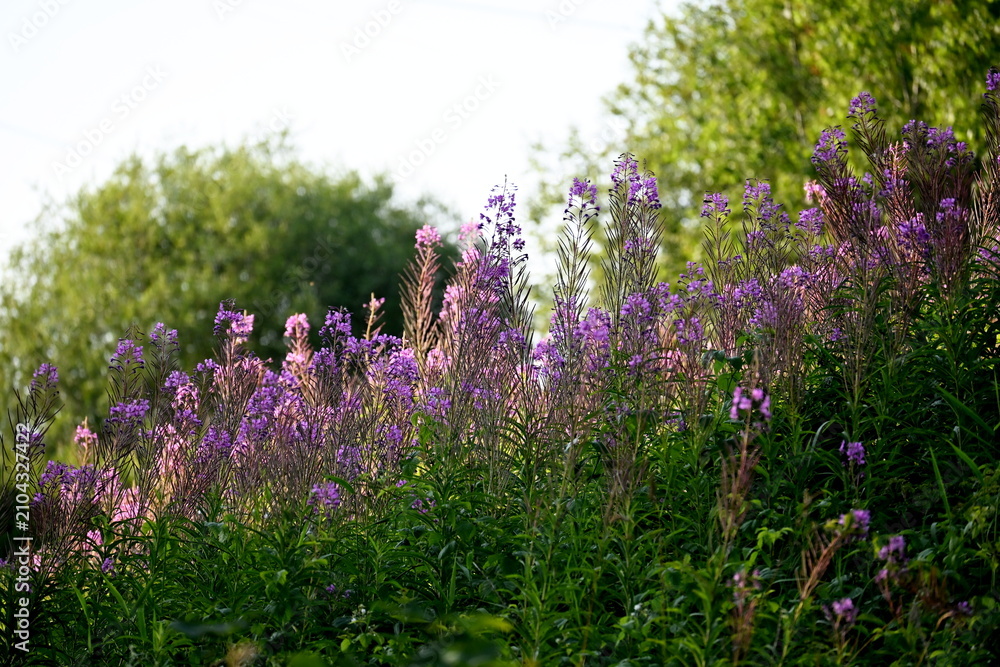 Naklejka premium Firefly, Ivan Chaj, Chamaenerion blooms in a meadow during the summer