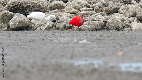scarlet ibis (Eudocimus ruber)bird forage in mangrove forests.
