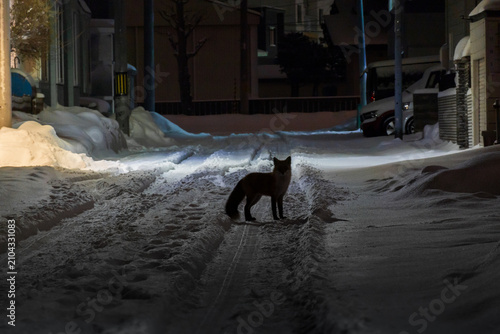 Foto 雪が積もる冬の夜の住宅街道路に現れたキタキツネ