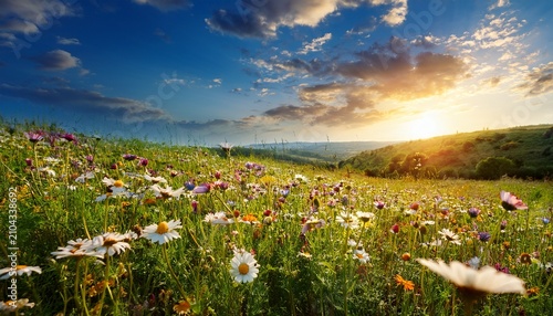 Wild Flowers Meadow And Sky