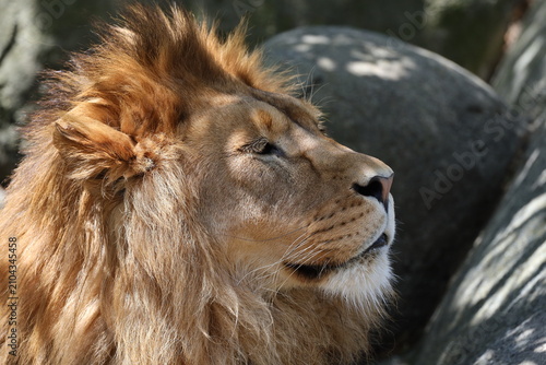 Fotografi male Barbary or Asiatic lion resting on rocky outcrop (close-up, profile, portra