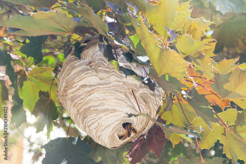 Wasp nest in a maple leaf crown. Wasp nest grey paper texture. Sunny day.