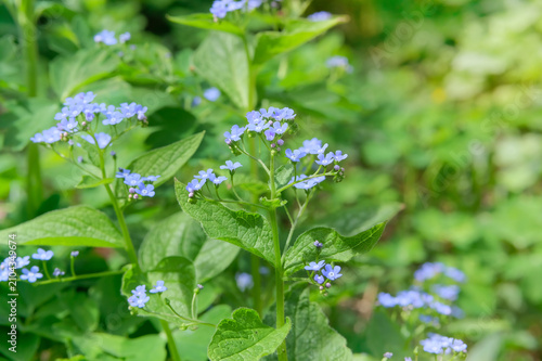 Macrophylla in garden in sunny day. Myosotis closeup on blurred background. Many blue alpine flowers on a green meadow. Myosotis scorpioides is blooming in spring.