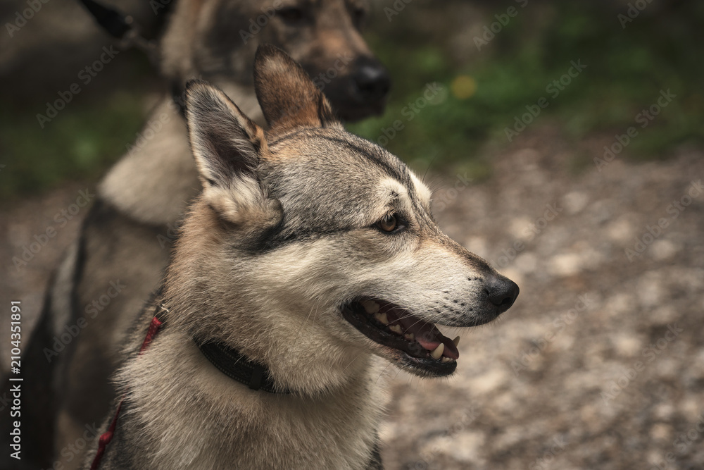Fototapeta premium Czechoslovakian Wolfdog Looking Left with Another Wolfdog in the Background
