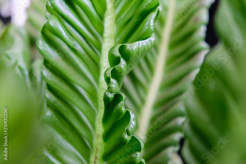 Φωτογραφία Close-up texture of Asplenium nidus or Cobra fern foliage in a home garden