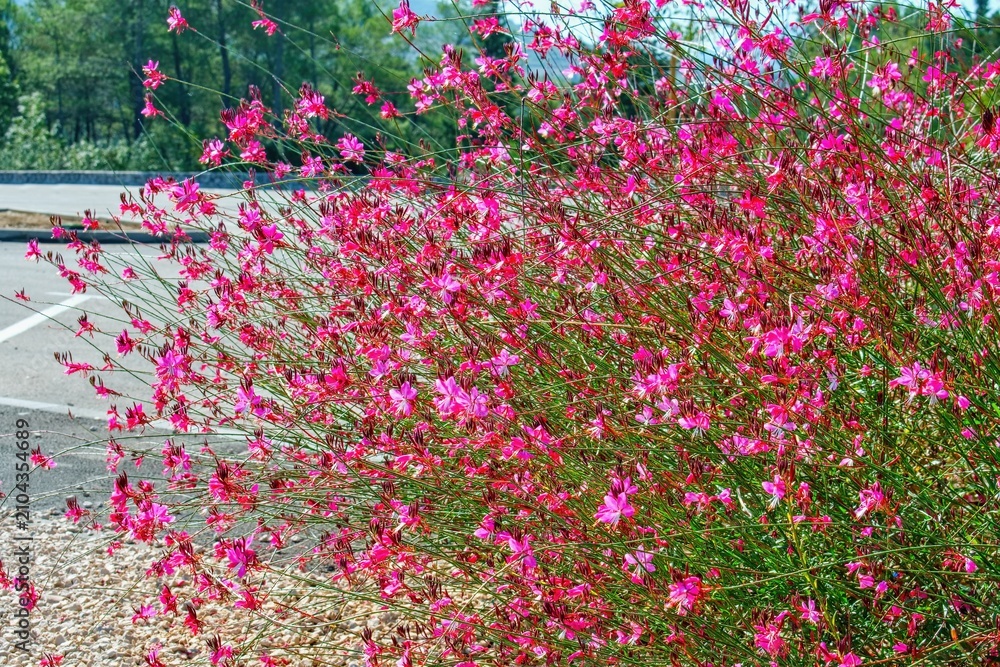 Fototapeta premium Pink Gaura (Wandflower) or Lindheimer's beeblossom - Oenothera lindheimeri